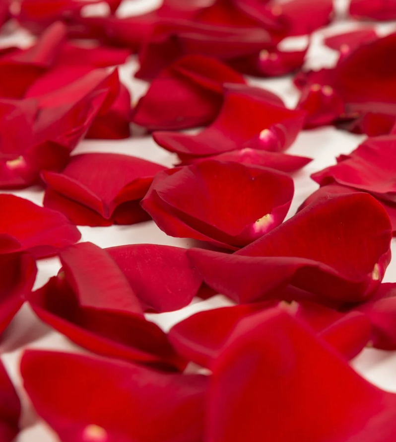 Rose Petals